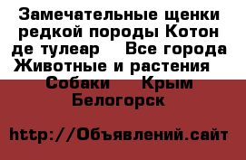 Замечательные щенки редкой породы Котон де тулеар  - Все города Животные и растения » Собаки   . Крым,Белогорск